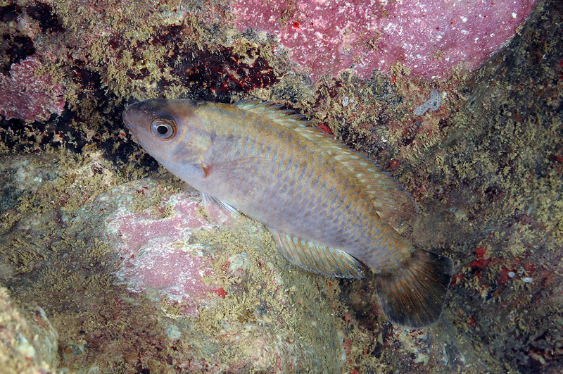 Symphodus melanocercus in livrea notturna